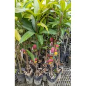 方方 園藝斗六市紅金剛芒果 4.5吋盆 200元