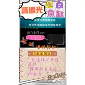🔥60*30*36超激白兩尺魚缸/超白缸/兩尺缸/超激白魚缸/高透光/海水缸/水草缸