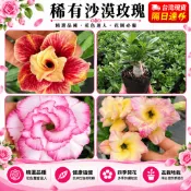 台灣現貨🌹【超多款稀有沙漠玫瑰】🌹 3吋盆/重瓣沙漠玫瑰花苗 花開富貴 轉運風水樹 基地直發 養不死沙漠玫瑰花卉
