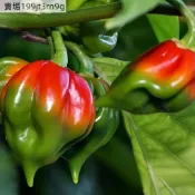 現貨🌶️【 （死神）F1 辣椒種子】（100粒）新種上市 （特辣）四季種植 盆栽 可觀賞可食用辣椒種子 庭院陽台盆栽種植