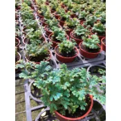 螢光 藍蕨｜3吋盆｜蕨類植物⋯