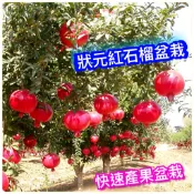 狀元紅石榴苗🟡矮化最新高壓技術\快速產果\可陽台🟡 樹苗 果苗 石榴 石榴樹 石榴苗 矮化果樹 矮生盆栽 矮化盆栽