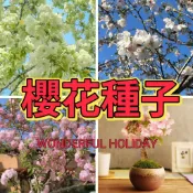 🔥櫻花種子🍓櫻花種子大全  花卉種子 日本晚櫻 觀賞花卉種子植物室內