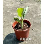 《花鄉園藝》地湧金蓮、千瓣蓮花、5寸苗