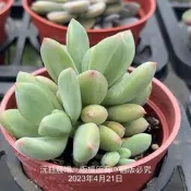 沅鈺農場   多肉植物   尖紅美人