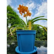 八寶園藝 百代蘭 蘭花 盆栽 橘黃花 4.5吋盆 含盆寄