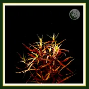 皇家水族・小紅梅《8株》小紅莓 紅色水草 不需co2 中景草 水草