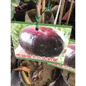 ★綠霖園藝★ 扁16牛奶果靠接苗高度60公 內室植物/景觀植物/新興果樹/水果樹苗/新興果樹/果苗/嫁接/植物/盆栽