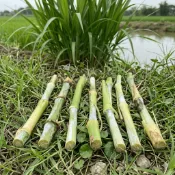 【花草便利店】小量專區｜狼尾草扦插枝條 1支10元｜牧草汁 陸龜 兔子 天竺鼠愛吃