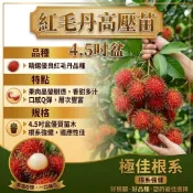 紅毛丹高壓苗4.5吋盆/樹苗/水果樹苗/果苗/嫁接/盆栽/熱帶果樹