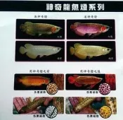 海葵達人＊新加坡仟湖超強水中LED龍魚神奇燈【過背金龍魚增豔燈具 86cm / 3尺】*免運可貨到付款*