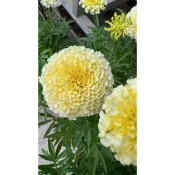 🦄迷妳馬的日本花草🌱2025 進口種子 Tagetes  萬壽菊.白金植株高約60公分