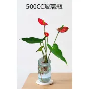 火鶴花 水培 亞曼尼粗肋草 塑膠水耕瓶組合 水培透明花盆 水耕瓶 |懶人盆栽|吸水盆 粗肋草盆栽 粗肋草 盆栽容器