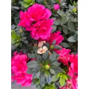 玫瑰 杜鵑花｜3吋盆～多年生常綠開花小灌木⋯