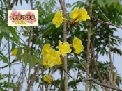 ╭＊田尾玫瑰園＊╯優良庭園用樹-(黃花風鈴木 )盆植-為巴西國花