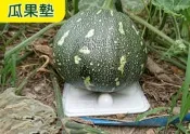 【綠海生活】附發票 瓜果墊 (13*13cm/五爪) 西瓜墊 哈蜜瓜墊  瓜果保護墊- 栗子南瓜 小玉西瓜 南瓜 