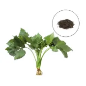 (店+)【蔬菜之家】F05-1.山芹菜種子1.35克約500顆全株綠色、葉片、葉柄及嫩莖均可食用，性喜較冷涼天