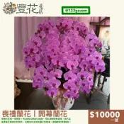 💫豐花花店 網路 花店 婚喪喜慶 喪禮 開幕 祝賀 巨無霸 蝴蝶蘭 蘭花 鮮花 告別式 雲林 台中 彰化 南投 殯儀館