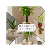 (店+)理想小品｜辦公室盆栽｜水耕植物 玻璃瓶 ｜送禮植物 無土種植 水耕盆栽 室內植物 室內盆栽 開運竹 發財樹 虎尾蘭 植栽