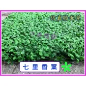 可樂塑膠 七里香 牆面草 人造草 人造草皮 假草皮 網美牆 園藝裝飾草 陽台庭院 牆面拼裝式