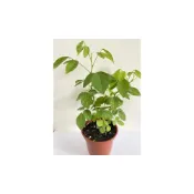 (店+)H01磨草苗 茉草 3寸 4寸 5寸盆 抹草 桌上除穢植物 防煞，磨草