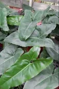 花花世界_觀葉植物*狹葉蔓綠絨*-帝王蔓綠絨/5吋/高40-50 cm/MA