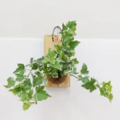 小鹿蕨起植物坊  斑葉常春藤水苔上板 觀葉植物(斑紋葉色隨機)