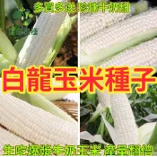 白龍玉米種子 水果玉米 超甜白玉米 生吃級玉米 台灣品種 脆甜多汁 自家陽台種植 農友推薦 新鮮採收 家庭菜園 免基改