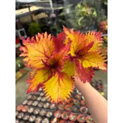 Mien米恩/彩葉草35(3吋)/雨林/觀葉/網紅/IG/室內/植栽/