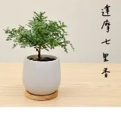 達摩七里香 小葉赤楠水泥盆   葉子小葉 達摩九里香  細葉達摩七里香 迷你盆栽 小葉赤楠 小品盆栽 小葉赤楠苗