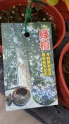 ╭＊田尾玫瑰園＊╯優良樹種-(綠檀)癒創木-高15cm250元