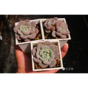 ❁採花❁ 拉威x藍寶石-多肉植物/療癒盆栽/園藝