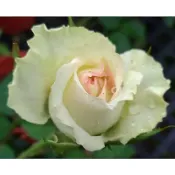★花點時間★玫瑰花苗(月季)新絕代佳人～4吋盆