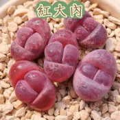 ↠有植感↞ ▮紅大內▮ 多肉植物 多肉 紅大內多肉 多肉紅大內 番杏科 景天科 百合科 生石花 石頭玉  觀葉植物