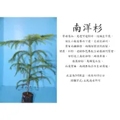 心栽花坊-南洋杉高度15公分/綠籬植物/綠化環境/松杉柏/特價60