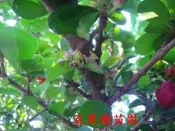 百果種苗園※西印度櫻桃※新上架