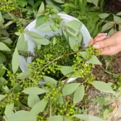 （胡椒種子） 白胡椒木種子 黑胡椒木種子 多年生高產 四季春播食用香料種籽 小院陽台種植