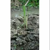 [嘉義香茅緣]  檸檬香茅苗 優惠價5元 本季開賣嘍！現在正是超級好育苗的季節喔！💕出貨時只多不少