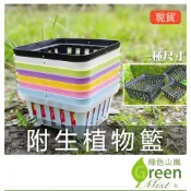 附生植物籃 蕨類盆 鹿角蕨上板 鹿角蕨盆 蘭花盆 附生植物盆 著生植物盆【綠色山嵐】