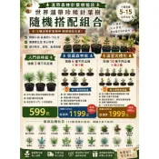 【世界針葉樹福袋】18種珍稀針葉樹隨機3.6.10入｜美國巨杉｜北美紅杉｜日本五葉松｜黎巴嫩雪松｜599元