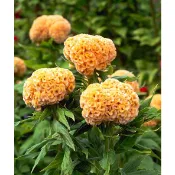 🌺小熊球根~日本進口 頭狀雞冠花 Kurume Kiiro 久留米黃 種子