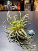 蛋叔叔-仿真植物 空氣鳳梨 海芙蓉 樹藤 造景 睫角守宮 變色龍 巨人守宮 玉米蛇 蓋勾亞守宮 雨林缸 加濕