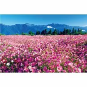 拼圖貓 HC - 台灣之美系列-台中●梨山 波斯菊花海 台灣製 1000片 夜光拼圖 1000-137D