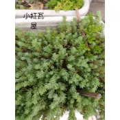小紅瓦屋.薄雪萬年草一份30元（多肉植物）