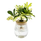 (店+)【理想小品】斑葉鵝掌藤【現貨】水耕盆栽 玻璃花瓣胖胖瓶 無土種植 觀葉植物 室內植物 玻璃飾品 創意花盆 盆栽
