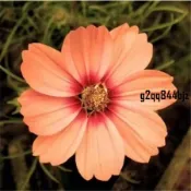 ✨現發 9款波斯菊種子（多入裝）四季種植 波斯菊種籽 四季種子 花卉種子 四季種植 花海種子 四季開花 易種易活
