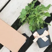 青檸羅勒(小菜特有品種)_香草盆栽禮物款