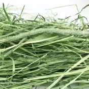 營養牧草甜燕麥燕麥草甜小麥草苜蓿草提摩西一割二割高纖磨牙兔子龍貓豚鼠全階段主食均衡營養小寵愛吃