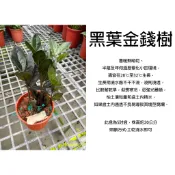 心栽花坊-黑葉金錢樹/黑葉雪鐵芋/金錢樹/5吋/觀葉植物/室內植物/綠化環境/特價360