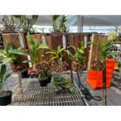 漂亮杉木板植秋石斛蘭，1組5板600